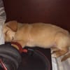 MYLO, chiot Berger Créole mâle