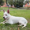 LOLA, Femelle Berger Créole