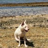 LOLA, Femelle Berger Créole