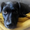 Stormy, mâle, berger créole, né le 15/11/2025