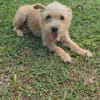Lucie, femelle, X Terrier, née le 01/01/2023 🐶