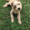 Lucie, femelle, X Terrier, née le 01/01/2023 🐶