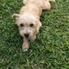 Lucie, femelle, X Terrier, née le 01/01/2023 🐶
