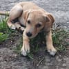 Chance, Femelle, X Berger, née le 10/04/2026 🐶