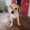 Chance, Femelle, X Berger, née le 10/04/2026 🐶