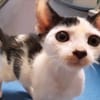 ✨️ NESTOR ✨️ 🐱