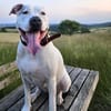 Abby - ist taub
