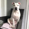 Abby - ist taub