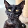 UPDATE zu Kater Bob
