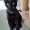 UPDATE zu Kater Bob