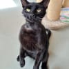 UPDATE zu Kater Bob