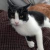 Zorro sucht sein Zuhause