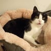 Zorro sucht sein Zuhause