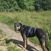 Aktive Nisha sucht Zuhause