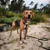 Anton ~1/25 m  such zuhause zum verliebe