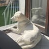 Denis - sensibler Rüde sucht Zuhause