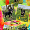 aktiver Sam auf PS in 90571 Schwaig