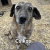 Schüchterne Csikos sucht ihren Menschen