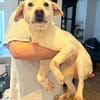 Anja - Liebenswerte Hündin sucht Zuhause