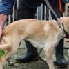 Neone - liebenswerte, verschmuste Hündin