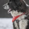 Harry - ein treuer Prachtkerl