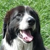 Harry - ein treuer Prachtkerl