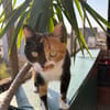 Hazel aus dem Tierschutz