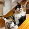 Hazel aus dem Tierschutz
