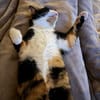 Hazel aus dem Tierschutz