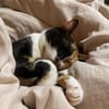 Hazel aus dem Tierschutz