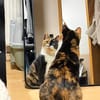 Hazel aus dem Tierschutz