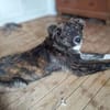 OTTI -kluges Köpfchen sucht sein Zuhause