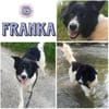 FRANKA -Menschenbezogene Junghündin-