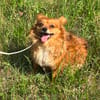 Chili, eine perfekte Anfängerhund