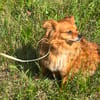 Chili, eine perfekte Anfängerhund