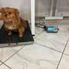 Chili, eine perfekte Anfängerhund