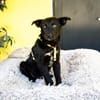 Pepper sucht sein für immer zu Hause....