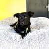 Pepper sucht sein für immer zu Hause....