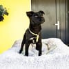 Pepper sucht sein für immer zu Hause....