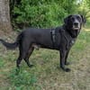 Labradormischling Pauli sucht Familie
