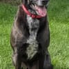Labradormischling Pauli sucht Familie