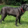 Labradormischling Pauli sucht Familie