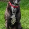 Labradormischling Pauli sucht Familie