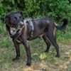 Labradormischling Pauli sucht Familie