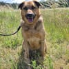 🐾 Samson  charmanter Familienhund