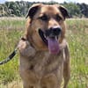🐾 Samson  charmanter Familienhund