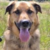 🐾 Samson  charmanter Familienhund