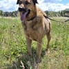 🐾 Samson  charmanter Familienhund