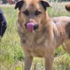 🐾 Samson  charmanter Familienhund