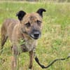 Sammy  - freundlicher Hundemann